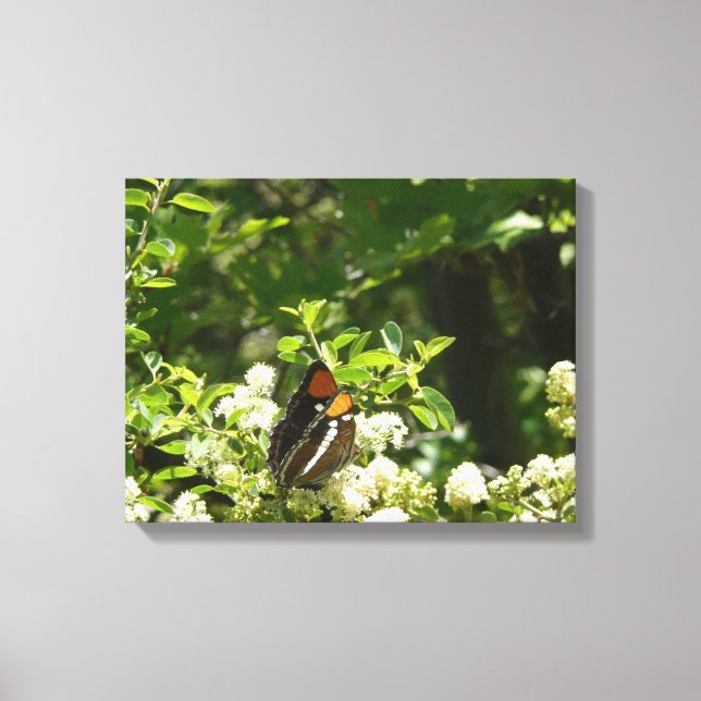 California Sister Butterfly in Yosemite Canvas Print (Front)