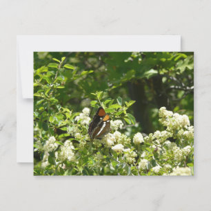 California Sister Butterfly in Yosemite Card