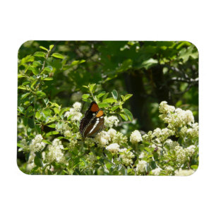 California Sister Butterfly in Yosemite Magnet