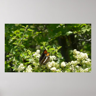 California Sister Butterfly in Yosemite Poster