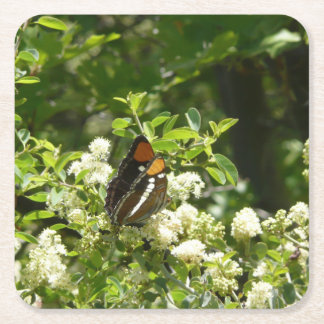 California Sister Butterfly in Yosemite Square Paper Coaster