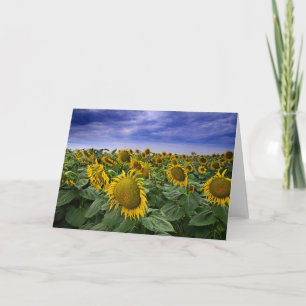 California Sunflower Fields Card
