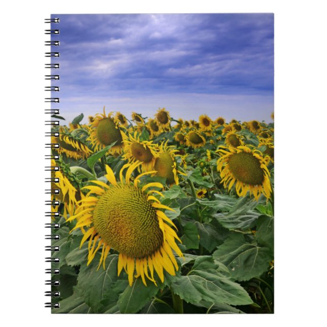 California Sunflower Fields Notebook (Front)