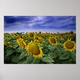 California Sunflower Fields Poster