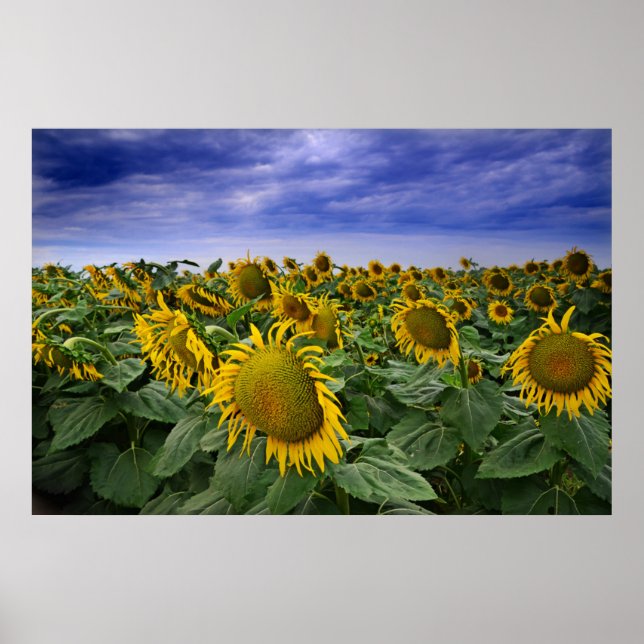California Sunflower Fields Poster (Front)