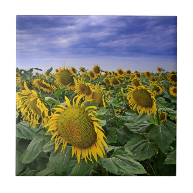 California Sunflower Fields Tile (Front)