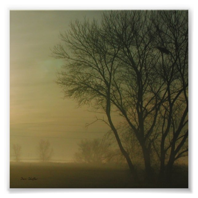 California Sunrise Tree Silhouette Photograph (Front)