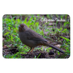 California Towhee Magnet