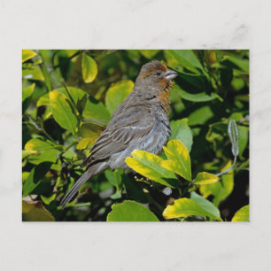 California Towhee Postcard