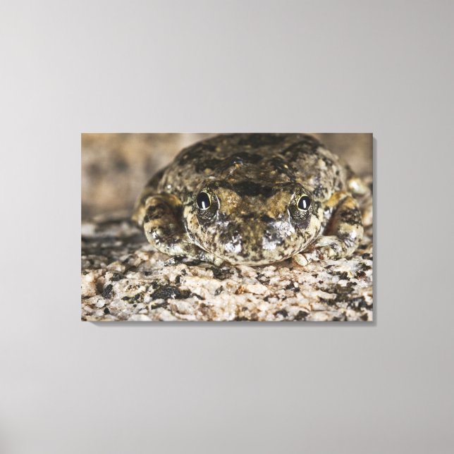California tree frog,(Pseudacris cadaverina), Canvas Print (Front)