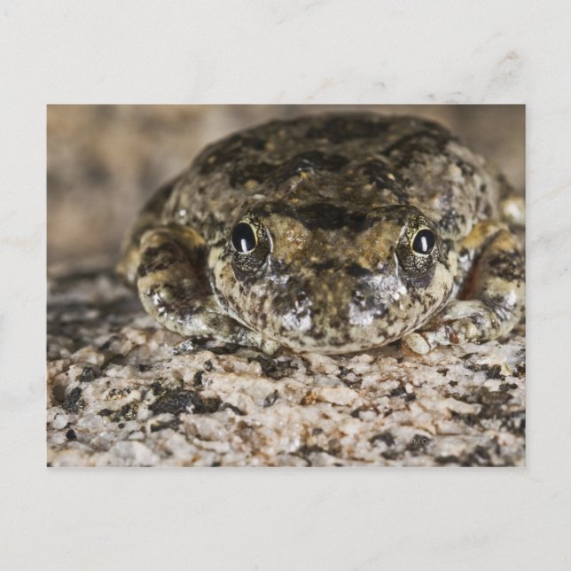 California tree frog,(Pseudacris cadaverina), Postcard (Front)