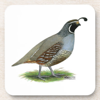 California Valley Quail Coaster