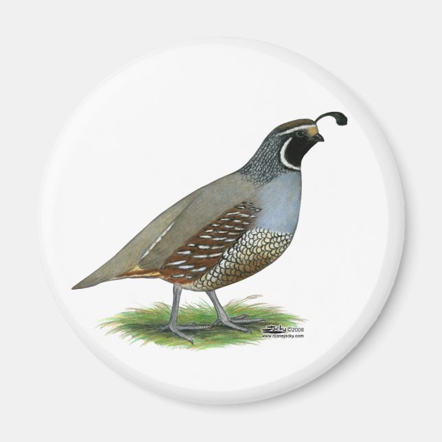 California Valley Quail Magnet (Front)