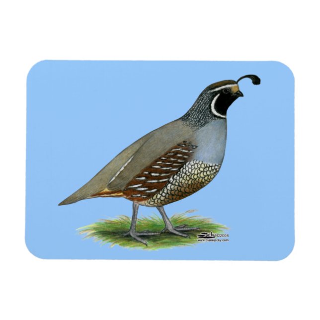 California Valley Quail Magnet (Horizontal)