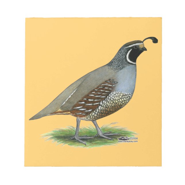 California Valley Quail Notepad (Front)