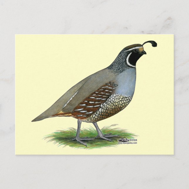 California Valley Quail Postcard (Front)