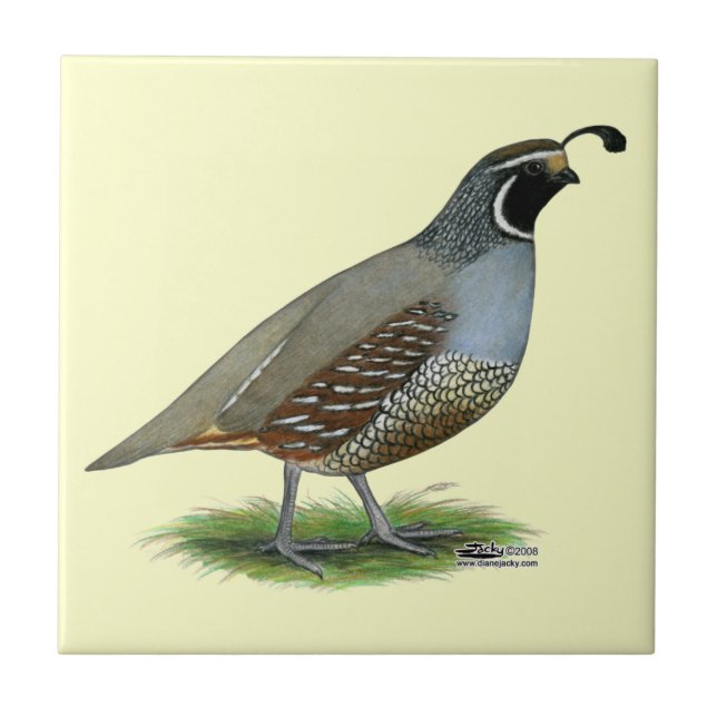 California Valley Quail Tile (Front)