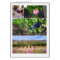 California Vineyard Collage