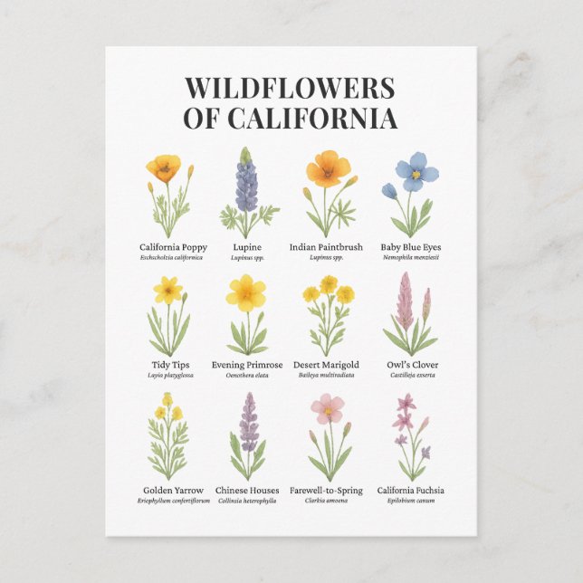 California Wildflowers – Botanical Watercolor Illu Postcard (Front)