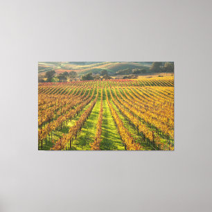 California Wine Country Canvas Print