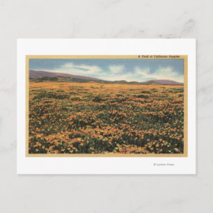 CaliforniaA Field of Californian Poppies Postcard