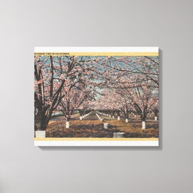 CaliforniaBlossom Blooming on Trees Canvas Print (Front)
