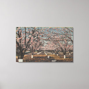 CaliforniaBlossom Blooming on Trees Canvas Print