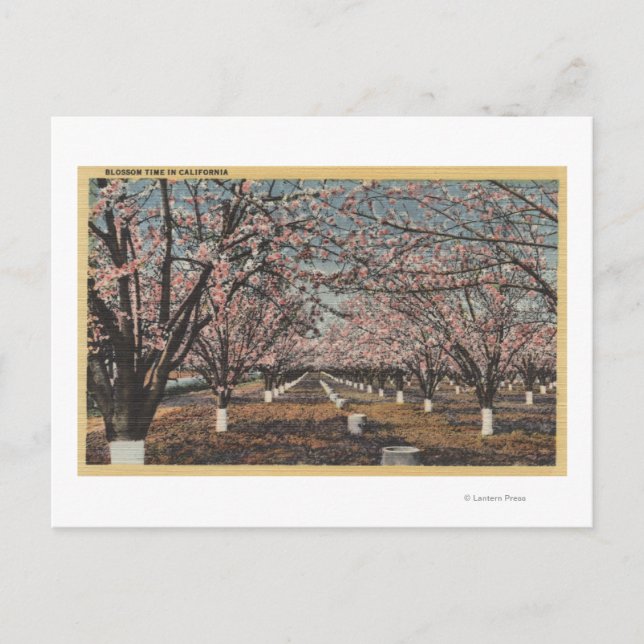 CaliforniaBlossom Blooming on Trees Postcard (Front)