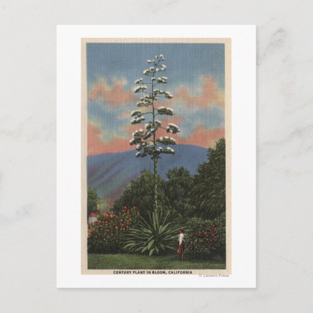 CaliforniaCentury Plant in Bloom Postcard (Front)