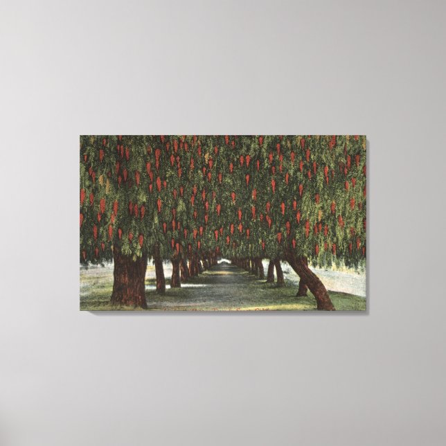 CaliforniaGroves of Pepper Trees Canvas Print (Front)