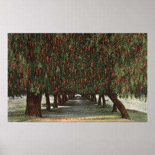 CaliforniaGroves of Pepper Trees Poster