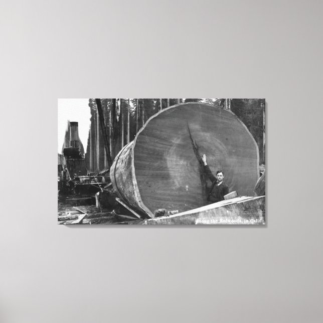 CaliforniaMan Posing by Cut Redwood Log Canvas Print (Front)