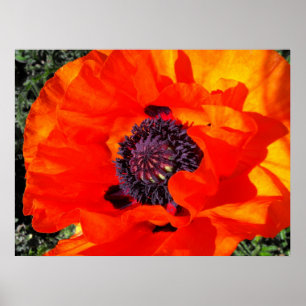 Californian Poppy Poster