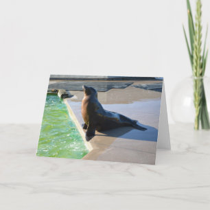Californian sea lion holiday card