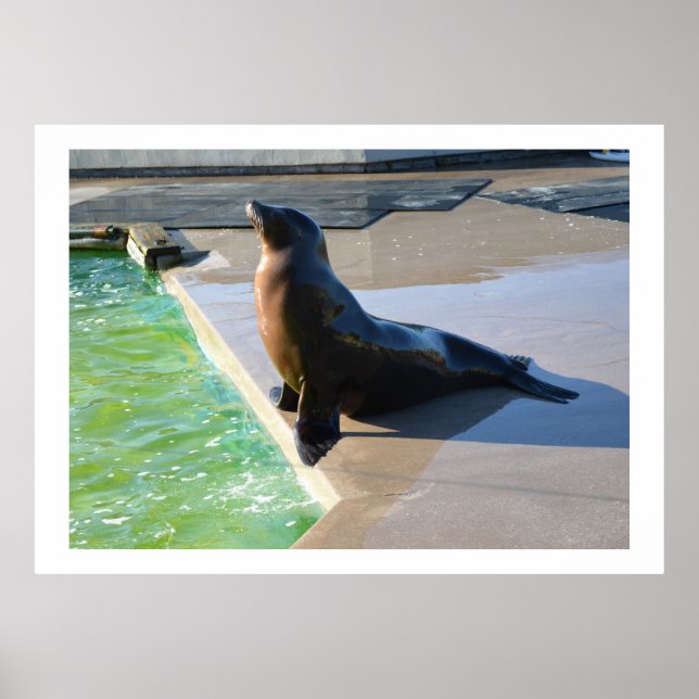 Californian sea lion poster (Front)