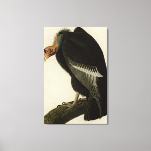 Californian Vulture from Audubon Birds of America Canvas Print