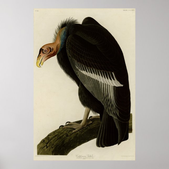 Californian Vulture from Audubon Birds of America Poster (Front)