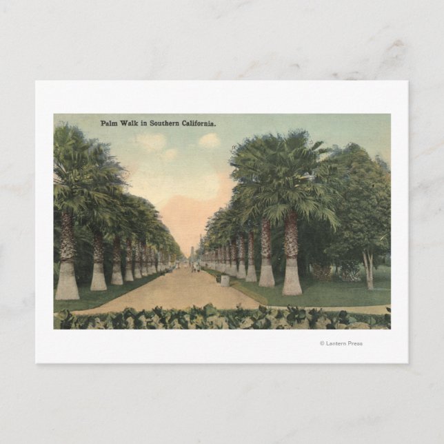 CaliforniaPalms Alongside Road Postcard (Front)