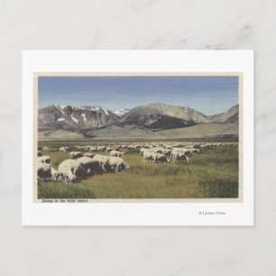 CaliforniaSheep Grazing in the High Sierra Postcard