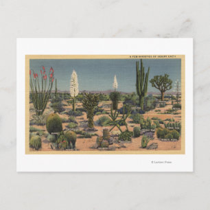 CaliforniaVarieties of Desert Cacti Postcard