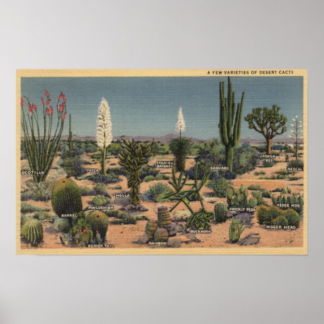 CaliforniaVarieties of Desert Cacti Poster (Front)