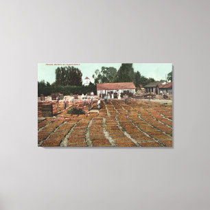 CaliforniaView of Peaches Drying in the Sun Canvas Print