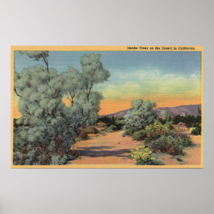CaliforniaView of Smoke Trees in Desert Poster