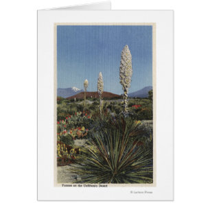 CaliforniaYucca Cacti in Bloom in Desert