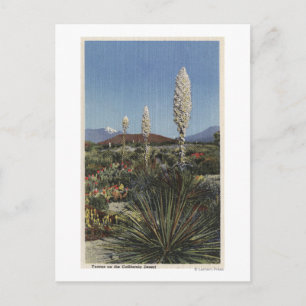 CaliforniaYucca Cacti in Bloom in Desert Postcard