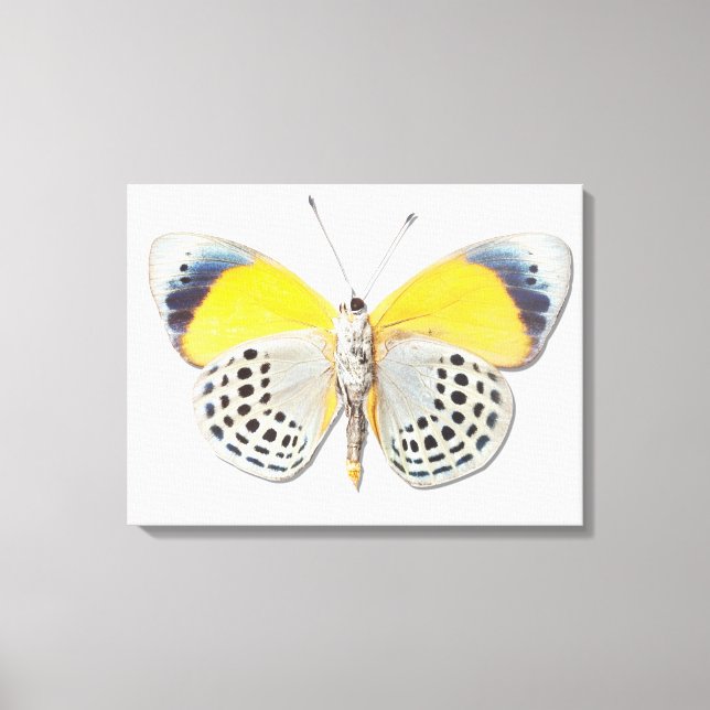 Calithea davisi canvas print (Front)