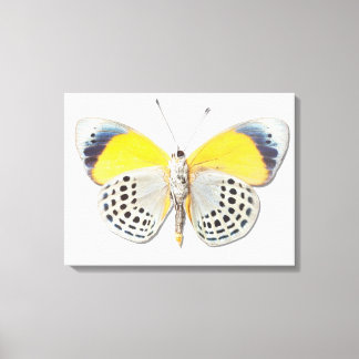 Calithea davisi canvas print