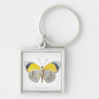 Calithea davisi key ring