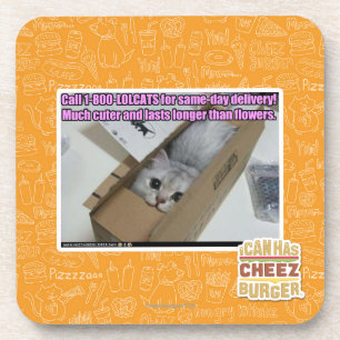 Call 1-800-LOLCATS Coaster