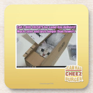 Call 1-800-LOLCATS Coaster